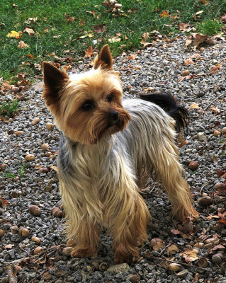 Étalon Yorkshire Terrier - Rainbow d’ivena des lys