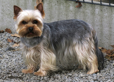 Étalon Yorkshire Terrier - Trésor Des Vents D'Océan