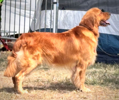 Étalon Golden Retriever - Sasha will never walk alone Of Evengold