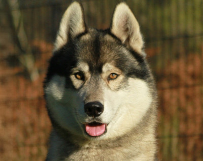 Étalon Siberian Husky - Alcateia Das Neves Ravage