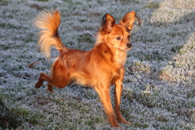 Étalon Russkiy Toy (Petit Chien Russe) - laskovaya rus' Oskar