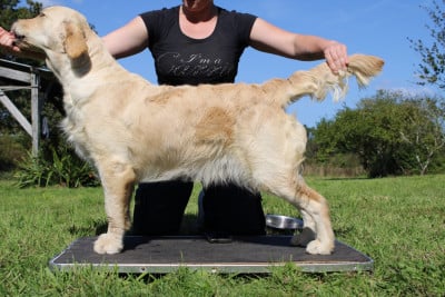 Étalon Golden Retriever - goldheaven Une pierre précieuse