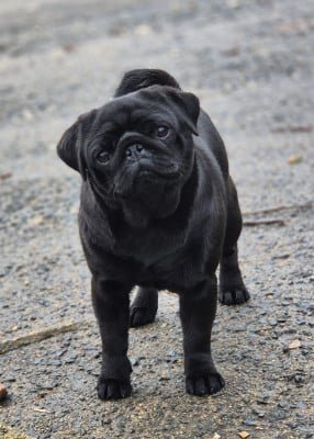 Étalon Carlin - CH. Fr.en.jchfr.jchen.Va va voom (victoire) De La Schumeraie