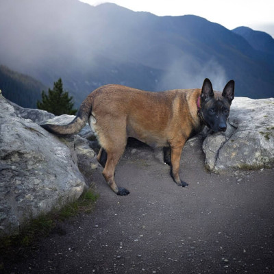 Étalon Berger Belge - Twilight De la brigade des colosses