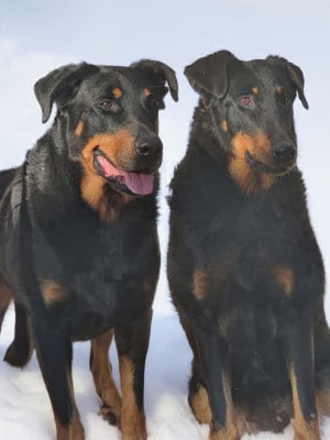 Étalon Berger de Beauce - Odysee Des dames Chanoinesses