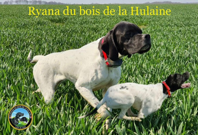 Étalon Pointer - Ryana du bois de la Hulaine