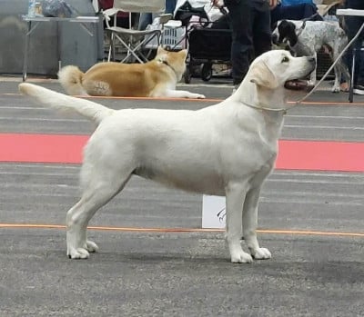 Étalon Labrador Retriever - V'Rose Sheep's Eyes Malvaux
