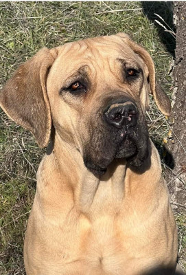 Étalon Cane Corso - Calypso Des Seigneurs De Sparte