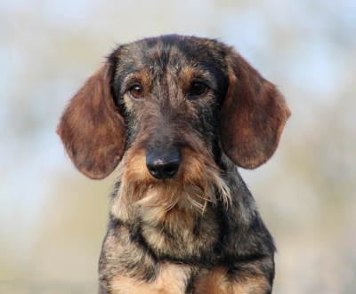 Étalon Teckel poil dur - almarxils El principe