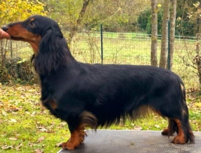 Étalon Teckel poil long - Uzee Von lawranshome