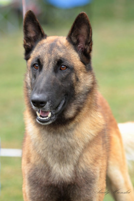 Étalon Berger Belge - Ugh De La Bergerie Des Bons Soins