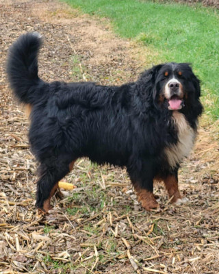 Étalon Bouvier Bernois - Öreghegyi-mackó Yrius