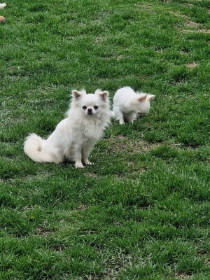 Étalon Chihuahua - U'snow Des Légendes De Sardelis