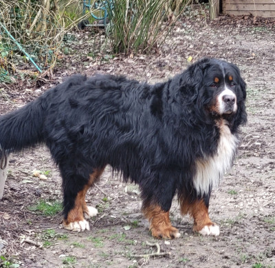 Étalon Bouvier Bernois - Öreghegyi-mackó Yrius