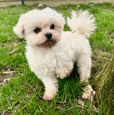 Étalon Bichon maltais - Tiplouf de l’air salin
