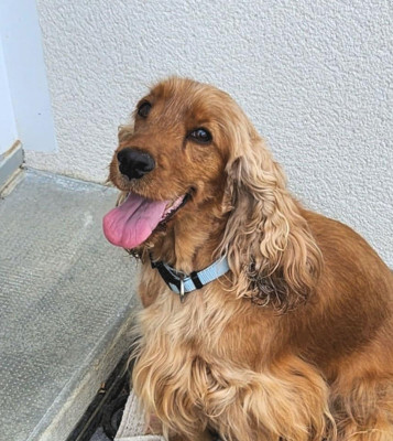 Étalon Cocker Spaniel Anglais - TR. Sélina de Lann-er-Marh