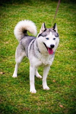 Étalon Siberian Husky - Rosa Du val de la durdent