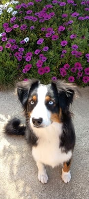 Étalon Berger Australien - Uthopie black blue eyes Du Domaine Du Clos Australien