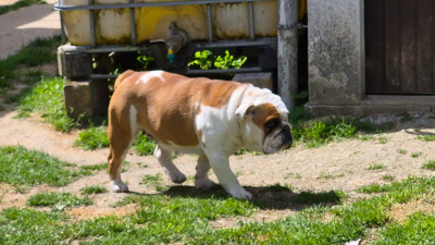 Étalon Bulldog Anglais - Therese des Joyaux du Royaume Valyo
