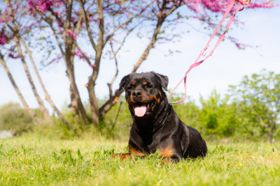 Étalon Rottweiler - Shadow new life volo briga
