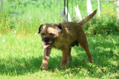 Étalon Border Terrier - Valda Des petites nouches