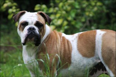 Étalon Bulldog continental - Urany De La Flamme Sacrée D'Hestia
