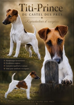 Étalon Fox Terrier Poil lisse - Titi-prince - Fox-terrier à poil lisse Du castel des pres