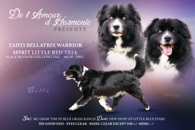 Étalon Berger Australien - Tahti bellatrix warrior Spirit Little Red Tree