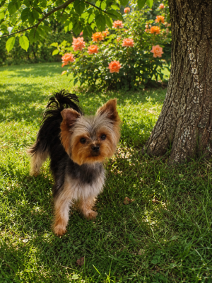 Étalon Yorkshire Terrier - Ubella du Chemin de Bausset