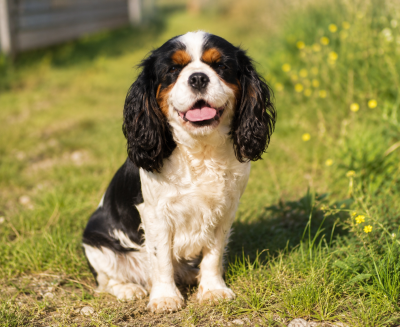 Étalon Cavalier King Charles Spaniel - Vegas de la maison du ryez