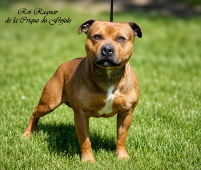 Étalon Staffordshire Bull Terrier - Roi ragnar De la crique du Flojule