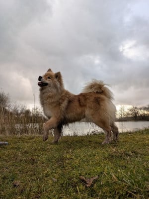 Étalon Eurasier - Tiasa Idylles De La Déesse Neith