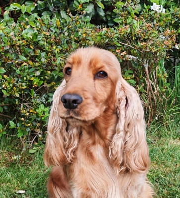 Étalon Cocker Spaniel Anglais - TR. Sélina de Lann-er-Marh