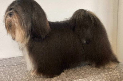 Étalon Lhassa Apso - CH. Victoire la précieuse du Parc De Courtefontaine