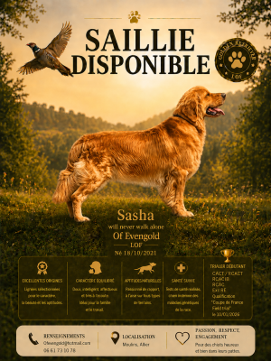 Étalon Golden Retriever - TR. Sasha will never walk alone Of Evengold}
