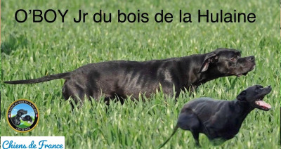 Étalon Pointer - CH. O'boy junior du bois de la Hulaine