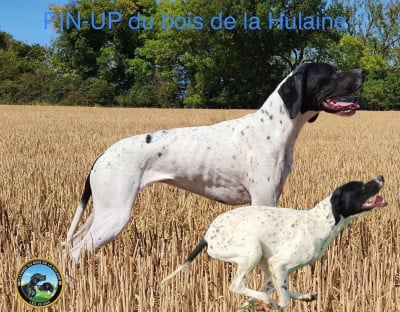 Étalon Pointer - Pin-up du bois de la Hulaine