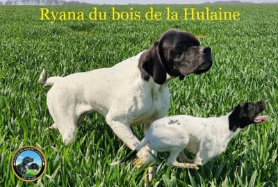 Étalon Pointer - Ryana du bois de la Hulaine