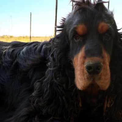 Étalon Cocker Spaniel Anglais - Thor De sandie landes