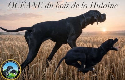Étalon Pointer - Océane du bois de la Hulaine