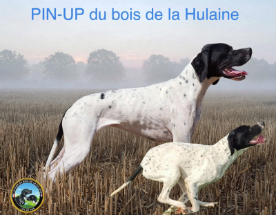 Étalon Pointer - Pin-up du bois de la Hulaine