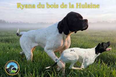 Étalon Pointer - Ryana du bois de la Hulaine
