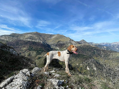 Étalon Braque de l'Ariège - CH. Raviole des feux mignons