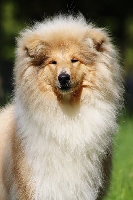 Une irrésistible tentation du bois des amazones