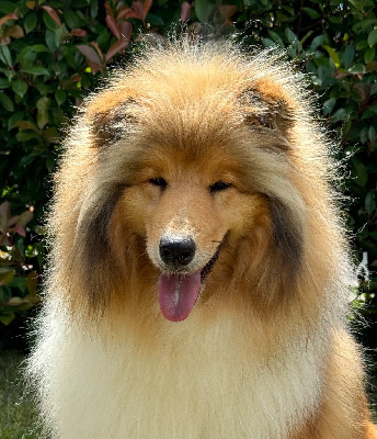 Étalon Colley à poil long - Pocahontas del valle de los leones