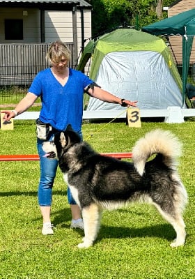 Étalon Alaskan Malamute - Star of yukon De L'Esprit De Waheela