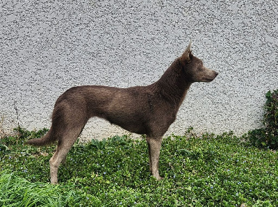 Étalon Australian Kelpie - Tésia Du Haut Château