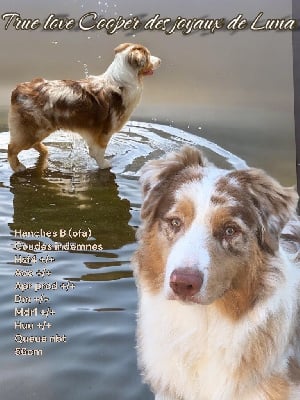 image de True love cooper