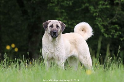 Étalon Berger Kangal - CH. Badem The Legend Of Kangal