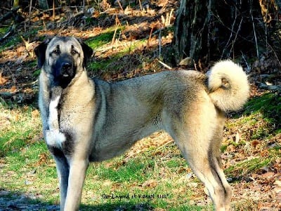 Étalon Berger Kangal - CH. Özel The Legend Of Kangal